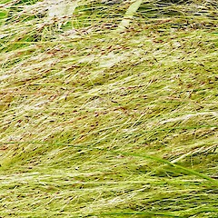 Seed heads. In cultivation, Whanganui. Nov 2011.<br>Photographer: Colin C. Ogle, Licence: <a target='_blank' href='https://creativecommons.org/licenses/by-nc/4.0'>CC BY-NC</a>. <a class='member-message' href='/nzpcn/why-join-nzpcn/' target='_blank'>Members can view a larger version of this image.</a>