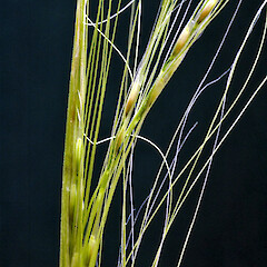 Young seed head. In cultivation, Whanganui. Nov 2011.<br>Photographer: Colin C. Ogle, Licence: <a target='_blank' href='https://creativecommons.org/licenses/by-nc/4.0'>CC BY-NC</a>. <a class='member-message' href='/nzpcn/why-join-nzpcn/' target='_blank'>Members can view a larger version of this image.</a>