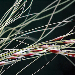 Seed head. In cultivation, Whanganui. Nov 2011.<br>Photographer: Colin C. Ogle, Licence: <a target='_blank' href='https://creativecommons.org/licenses/by-nc/4.0'>CC BY-NC</a>. <a class='member-message' href='/nzpcn/why-join-nzpcn/' target='_blank'>Members can view a larger version of this image.</a>