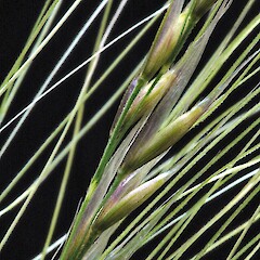 Seed head. In cultivation, Whanganui. Nov 2011.<br>Photographer: Colin C. Ogle, Licence: <a target='_blank' href='https://creativecommons.org/licenses/by-nc/4.0'>CC BY-NC</a>. <a class='member-message' href='/nzpcn/why-join-nzpcn/' target='_blank'>Members can view a larger version of this image.</a>