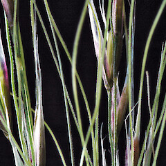 Seed heads. In cultivation, Whanganui. Nov 2011.<br>Photographer: Colin C. Ogle, Licence: <a target='_blank' href='https://creativecommons.org/licenses/by-nc/4.0'>CC BY-NC</a>. <a class='member-message' href='/nzpcn/why-join-nzpcn/' target='_blank'>Members can view a larger version of this image.</a>