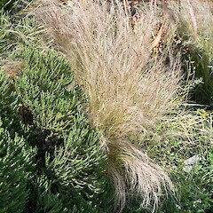 Planted and naturalising at Te Horo.<br>Photographer: Jeremy R. Rolfe, Date taken: 24/11/2014, Licence: <a target='_blank' href='https://creativecommons.org/licenses/by/4.0'>CC BY</a>. <a class='member-message' href='/nzpcn/why-join-nzpcn/' target='_blank'>Members can view a larger version of this image.</a>