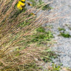 Planted and naturalising at Te Horo.<br>Photographer: Jeremy R. Rolfe, Date taken: 24/11/2014, Licence: <a target='_blank' href='https://creativecommons.org/licenses/by/4.0'>CC BY</a>. <a class='member-message' href='/nzpcn/why-join-nzpcn/' target='_blank'>Members can view a larger version of this image.</a>