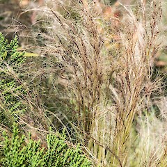 Planted and naturalising at Te Horo.<br>Photographer: Jeremy R. Rolfe, Date taken: 24/11/2014, Licence: <a target='_blank' href='https://creativecommons.org/licenses/by/4.0'>CC BY</a>. <a class='member-message' href='/nzpcn/why-join-nzpcn/' target='_blank'>Members can view a larger version of this image.</a>
