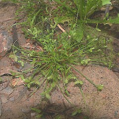 Isolepis levynsiana.<br>Photographer: John Smith-Dodsworth, Licence: <a target='_blank' href='https://creativecommons.org/licenses/by-nc/4.0'>CC BY-NC</a>. <a class='member-message' href='/nzpcn/why-join-nzpcn/' target='_blank'>Members can view a larger version of this image.</a>