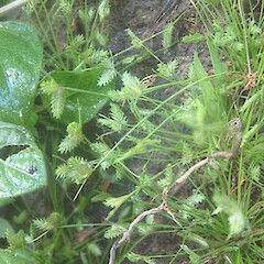 Isolepis levynsiana.<br>Photographer: John Smith-Dodsworth, Licence: <a target='_blank' href='https://creativecommons.org/licenses/by-nc/4.0'>CC BY-NC</a>. <a class='member-message' href='/nzpcn/why-join-nzpcn/' target='_blank'>Members can view a larger version of this image.</a>