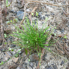 Northland.<br>Photographer: Kerry Bodmin, Date taken: 02/05/2009, Licence: All rights reserved. <a class='member-message' href='/nzpcn/why-join-nzpcn/' target='_blank'>Members can view a larger version of this image.</a>