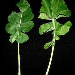 Brassica oleracea var. italica showing basal leaves, Upper Motions Road, near MOTAT2, Auckland.<br>Photographer: Peter J de Lange, Date taken: 24/06/2006, Licence: <a target='_blank' href='https://creativecommons.org/licenses/by-nc/4.0'>CC BY-NC</a>.