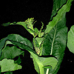 Brassica oleracea var. italica showing emergent inflorescence, Upper Motions Road, near MOTAT2, Auckland.<br>Photographer: Peter J de Lange, Date taken: 24/06/2006, Licence: <a target='_blank' href='https://creativecommons.org/licenses/by-nc/4.0'>CC BY-NC</a>.