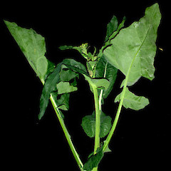 Brassica oleracea var. italica showing upper stem foliage and emergent inflorescence, Upper Motions Road, near MOTAT2, Auckland.<br>Photographer: Peter J de Lange, Date taken: 24/06/2006, Licence: <a target='_blank' href='https://creativecommons.org/licenses/by-nc/4.0'>CC BY-NC</a>.