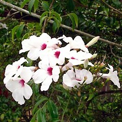 Pandorea jasminoides