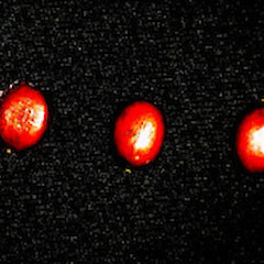 Seeds, St Lukes Road, Mt Albert, June 2006.<br>Photographer: Peter J de Lange, Licence: <a target='_blank' href='https://creativecommons.org/licenses/by-nc/4.0'>CC BY-NC</a>.