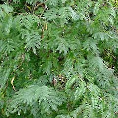 Adult foliage (Planted Tree), St Lukes Road, Mt Albert, Auckland, Mar 2007.<br>Photographer: Peter J de Lange, Licence: <a target='_blank' href='https://creativecommons.org/licenses/by-nc/4.0'>CC BY-NC</a>.