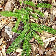 Seedling (naturalised), St Lukes Road, Mt Albert, Auckland, Mar 2007.<br>Photographer: Peter J de Lange, Licence: <a target='_blank' href='https://creativecommons.org/licenses/by-nc/4.0'>CC BY-NC</a>.