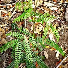 Seedling (naturalised), St Lukes Road, Mt Albert, Auckland, Mar 2007.<br>Photographer: Peter J de Lange, Licence: <a target='_blank' href='https://creativecommons.org/licenses/by-nc/4.0'>CC BY-NC</a>.