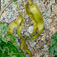 Immature seed pods, St Lukes Road, Mt Albert, Auckland (cultivated), March 2007.<br>Photographer: Peter J de Lange, Licence: <a target='_blank' href='https://creativecommons.org/licenses/by-nc/4.0'>CC BY-NC</a>. <a class='member-message' href='/nzpcn/why-join-nzpcn/' target='_blank'>Members can view a larger version of this image.</a>