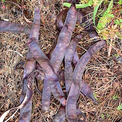 Gleditsia triacanthos.<br>Photographer: Peter J de Lange, Licence: <a target='_blank' href='https://creativecommons.org/licenses/by-nc/4.0'>CC BY-NC</a>. <a class='member-message' href='/nzpcn/why-join-nzpcn/' target='_blank'>Members can view a larger version of this image.</a>