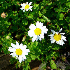 Leucanthemum paludosum.<br>Photographer: Peter J de Lange, Licence: <a target='_blank' href='https://creativecommons.org/licenses/by-nc/4.0'>CC BY-NC</a>. <a class='member-message' href='/nzpcn/why-join-nzpcn/' target='_blank'>Members can view a larger version of this image.</a>