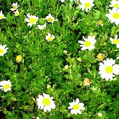 Leucanthemum paludosum.<br>Photographer: Peter J de Lange, Licence: <a target='_blank' href='https://creativecommons.org/licenses/by-nc/4.0'>CC BY-NC</a>. <a class='member-message' href='/nzpcn/why-join-nzpcn/' target='_blank'>Members can view a larger version of this image.</a>