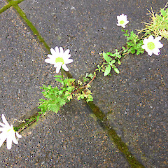 Typical urban habitat; between pavers in Wicksteed St garden, Whanganui.<br>Photographer: Colin C. Ogle, Date taken: 18/10/2017, Licence: <a target='_blank' href='https://creativecommons.org/licenses/by-nc/4.0'>CC BY-NC</a>. <a class='member-message' href='/nzpcn/why-join-nzpcn/' target='_blank'>Members can view a larger version of this image.</a>