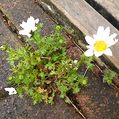 Typical urban habitat; between pavers in Wicksteed St garden, Whanganui.<br>Photographer: Colin C. Ogle, Date taken: 18/10/2017, Licence: <a target='_blank' href='https://creativecommons.org/licenses/by-nc/4.0'>CC BY-NC</a>. <a class='member-message' href='/nzpcn/why-join-nzpcn/' target='_blank'>Members can view a larger version of this image.</a>