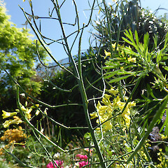 Planted but ‘going to seed’, with young siliques; Whanganui.<br>Photographer: Colin C. Ogle, Date taken: 13/10/2019, Licence: <a target='_blank' href='https://creativecommons.org/licenses/by-nc/4.0'>CC BY-NC</a>. <a class='member-message' href='/nzpcn/why-join-nzpcn/' target='_blank'>Members can view a larger version of this image.</a>