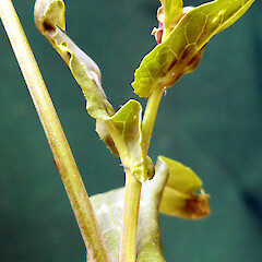 Wild turnip; amplexicaul bases on stem leaves; Queens Park, Whanganui.<br>Photographer: Colin C. Ogle, Date taken: 12/02/2017, Licence: <a target='_blank' href='https://creativecommons.org/licenses/by-nc/4.0'>CC BY-NC</a>. <a class='member-message' href='/nzpcn/why-join-nzpcn/' target='_blank'>Members can view a larger version of this image.</a>