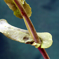 Wild turnip; amplexicaul base on stem leaf; Queens Park, Whanganui.<br>Photographer: Colin C. Ogle, Date taken: 12/02/2017, Licence: <a target='_blank' href='https://creativecommons.org/licenses/by-nc/4.0'>CC BY-NC</a>. <a class='member-message' href='/nzpcn/why-join-nzpcn/' target='_blank'>Members can view a larger version of this image.</a>