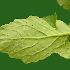 Wild turnip; underside of young basal leaf; Queens Park, Whanganui.<br>Photographer: Colin C. Ogle, Date taken: 12/02/2017, Licence: <a target='_blank' href='https://creativecommons.org/licenses/by-nc/4.0'>CC BY-NC</a>. <a class='member-message' href='/nzpcn/why-join-nzpcn/' target='_blank'>Members can view a larger version of this image.</a>
