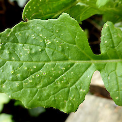 Wild turnip; upper side of young basal leaf; Queens Park, Whanganui.<br>Photographer: Colin C. Ogle, Date taken: 12/02/2017, Licence: <a target='_blank' href='https://creativecommons.org/licenses/by-nc/4.0'>CC BY-NC</a>. <a class='member-message' href='/nzpcn/why-join-nzpcn/' target='_blank'>Members can view a larger version of this image.</a>