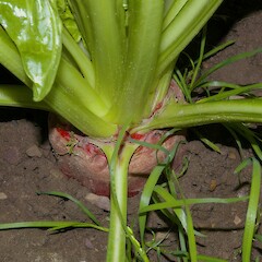 Brassica napus var. napobrassica.<br>Photographer: John Smith-Dodsworth, Licence: <a target='_blank' href='https://creativecommons.org/licenses/by-nc/4.0'>CC BY-NC</a>. <a class='member-message' href='/nzpcn/why-join-nzpcn/' target='_blank'>Members can view a larger version of this image.</a>