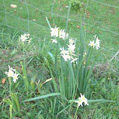 Jonquil.<br>Photographer: John Smith-Dodsworth, Licence: <a target='_blank' href='https://creativecommons.org/licenses/by-nc/4.0'>CC BY-NC</a>.