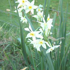 Jonquil.<br>Photographer: John Smith-Dodsworth, Licence: <a target='_blank' href='https://creativecommons.org/licenses/by-nc/4.0'>CC BY-NC</a>.