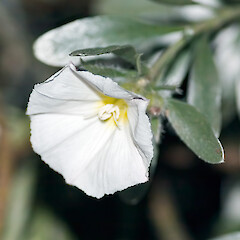 Convolvulus cneorum flower. In cultivation, Upper Terrace, Wellington.<br>Photographer: Jeremy R. Rolfe, Date taken: 03/07/2006, Licence: <a target='_blank' href='https://creativecommons.org/licenses/by/4.0'>CC BY</a>. <a class='member-message' href='/nzpcn/why-join-nzpcn/' target='_blank'>Members can view a larger version of this image.</a>