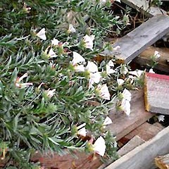 Convolvulus cneorum wild amongst rubbish at bottom of quarry pit, Sainsbury Road, Mt Albert, Auckland.<br>Photographer: Peter J de Lange, Date taken: 08/10/2006, Licence: <a target='_blank' href='https://creativecommons.org/licenses/by-nc/4.0'>CC BY-NC</a>.