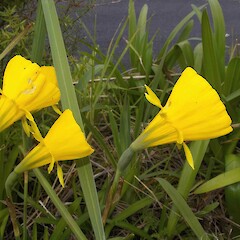 Narcissus bulbocodium L.<br>Photographer: John Smith-Dodsworth, Licence: <a target='_blank' href='https://creativecommons.org/licenses/by-nc/4.0'>CC BY-NC</a>. <a class='member-message' href='/nzpcn/why-join-nzpcn/' target='_blank'>Members can view a larger version of this image.</a>