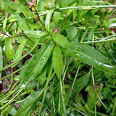 Stem leaves. Naturalised in a Whanganui garden. Nov 2011.<br>Photographer: Colin C. Ogle, Licence: <a target='_blank' href='https://creativecommons.org/licenses/by-nc/4.0'>CC BY-NC</a>. <a class='member-message' href='/nzpcn/why-join-nzpcn/' target='_blank'>Members can view a larger version of this image.</a>