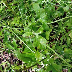 Old stem leaves. Naturalised in a Whanganui garden. Nov 2011.<br>Photographer: Colin C. Ogle, Licence: <a target='_blank' href='https://creativecommons.org/licenses/by-nc/4.0'>CC BY-NC</a>. <a class='member-message' href='/nzpcn/why-join-nzpcn/' target='_blank'>Members can view a larger version of this image.</a>
