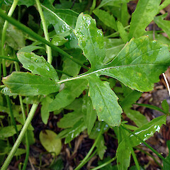 Naturalised in a Whanganui garden. Nov 2011.<br>Photographer: Colin C. Ogle, Licence: <a target='_blank' href='https://creativecommons.org/licenses/by-nc/4.0'>CC BY-NC</a>. <a class='member-message' href='/nzpcn/why-join-nzpcn/' target='_blank'>Members can view a larger version of this image.</a>