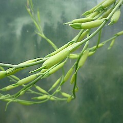 seed capsules (in cultivation).<br>Photographer: Jesse Bythell, Date taken: 15/02/2014, Licence: <a target='_blank' href='https://creativecommons.org/licenses/by-nc/4.0'>CC BY-NC</a>. <a class='member-message' href='/nzpcn/why-join-nzpcn/' target='_blank'>Members can view a larger version of this image.</a>