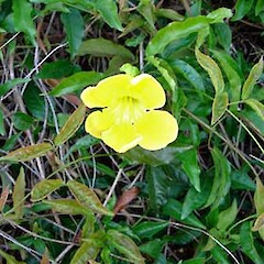 Macfadyena unguis-cati