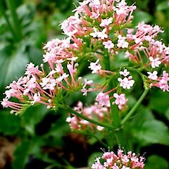 Centranthus macrosiphon