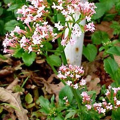 Centranthus macrosiphon flowering plant wild in kerbside, Burch Street, Mt Albert, Auckland.<br>Photographer: Peter J de Lange, Date taken: 15/09/2006, Licence: <a target='_blank' href='https://creativecommons.org/licenses/by-nc/4.0'>CC BY-NC</a>.
