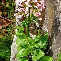Centranthus macrosiphon flowering plant established on concrete wall, Burch Street, Mt Albert, Auckland.<br>Photographer: Peter J de Lange, Date taken: 15/09/2006, Licence: <a target='_blank' href='https://creativecommons.org/licenses/by-nc/4.0'>CC BY-NC</a>.