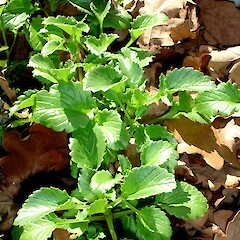 Centranthus macrosiphon.<br>Photographer: Peter J de Lange, Licence: <a target='_blank' href='https://creativecommons.org/licenses/by-nc/4.0'>CC BY-NC</a>. <a class='member-message' href='/nzpcn/why-join-nzpcn/' target='_blank'>Members can view a larger version of this image.</a>
