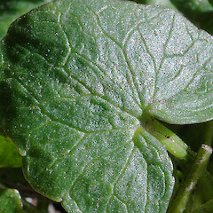 Adaxial surface of leaf, Feilding.<br>Photographer: Colin C. Ogle, Date taken: 23/06/2012, Licence: <a target='_blank' href='https://creativecommons.org/licenses/by-nc/4.0'>CC BY-NC</a>. <a class='member-message' href='/nzpcn/why-join-nzpcn/' target='_blank'>Members can view a larger version of this image.</a>