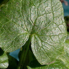 Adaxial surface of leaf, Feilding.<br>Photographer: Colin C. Ogle, Date taken: 23/06/2012, Licence: <a target='_blank' href='https://creativecommons.org/licenses/by-nc/4.0'>CC BY-NC</a>. <a class='member-message' href='/nzpcn/why-join-nzpcn/' target='_blank'>Members can view a larger version of this image.</a>