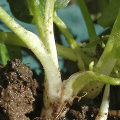 Leaf bases, Feilding.<br>Photographer: Colin C. Ogle, Date taken: 23/06/2012, Licence: <a target='_blank' href='https://creativecommons.org/licenses/by-nc/4.0'>CC BY-NC</a>. <a class='member-message' href='/nzpcn/why-join-nzpcn/' target='_blank'>Members can view a larger version of this image.</a>