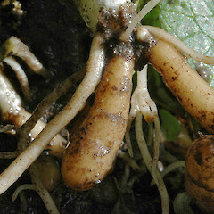 Tubers, Feilding.<br>Photographer: Colin C. Ogle, Date taken: 23/06/2012, Licence: <a target='_blank' href='https://creativecommons.org/licenses/by-nc/4.0'>CC BY-NC</a>. <a class='member-message' href='/nzpcn/why-join-nzpcn/' target='_blank'>Members can view a larger version of this image.</a>