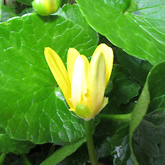 Ficaria verna subsp. ficariiformis